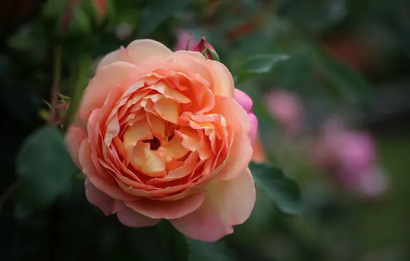 The dark background, lush, orange rose