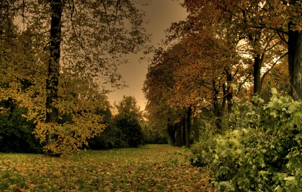 Picture leaves, trees, Park, the evening, Autumn, falling leaves, trees, nature