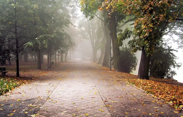 Autumn, leaves, fog, Park
