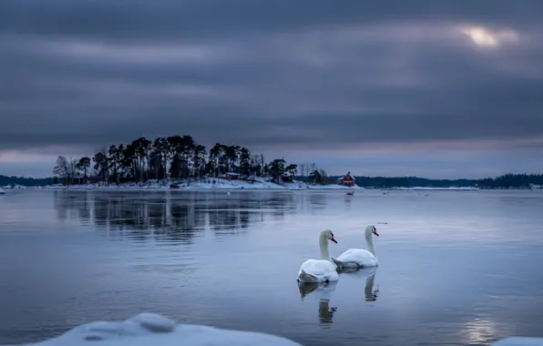 Night, lake, swans