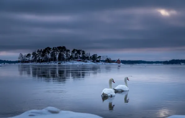Picture night, lake, swans