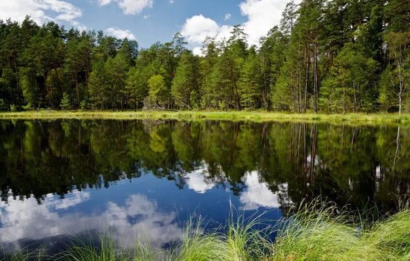 Picture forest, trees, reflection, river, Poland, Poland