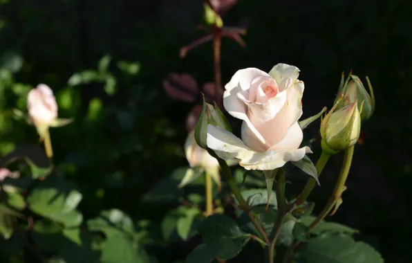 Picture white, roses, buds