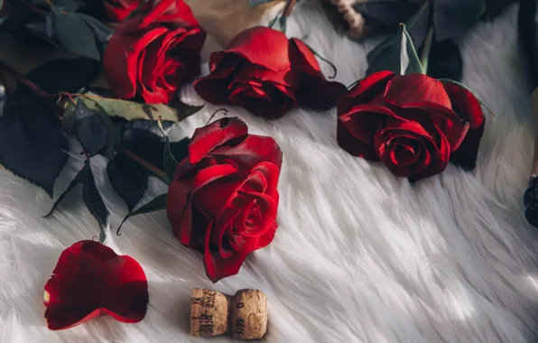 Flowers, red, roses, tube