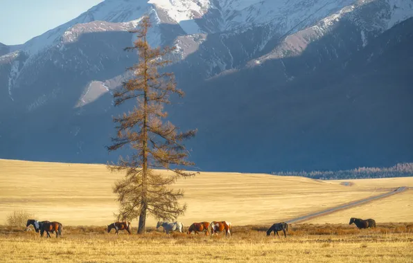 Horse, lonely tree, gra, snow, yellowed grass, Shvartsman Evgeny, Altai autumn