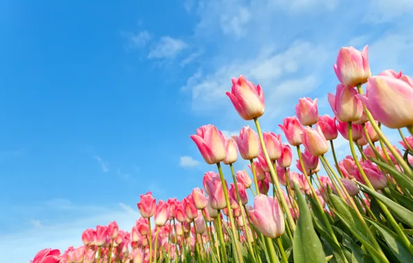 The sky, pink, tulips
