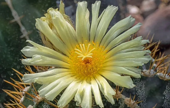 Flower, yellow, petals