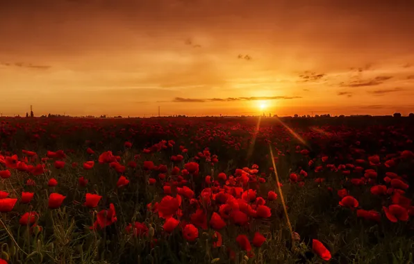 Summer, the sky, sunset, flowers, Maki, the evening, red, poppy field