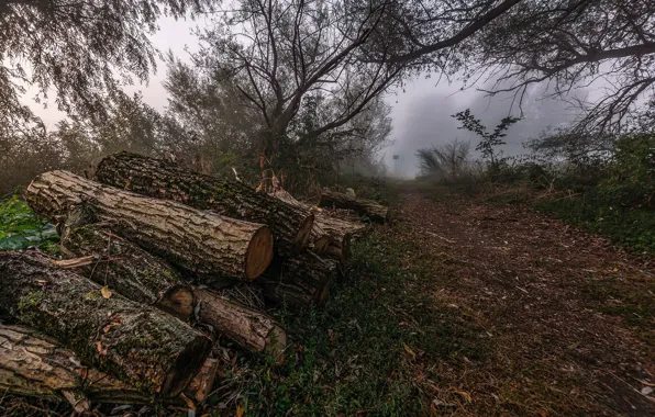Fog, wood, logs