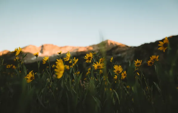 Mountains, background, focus, yellow flowers