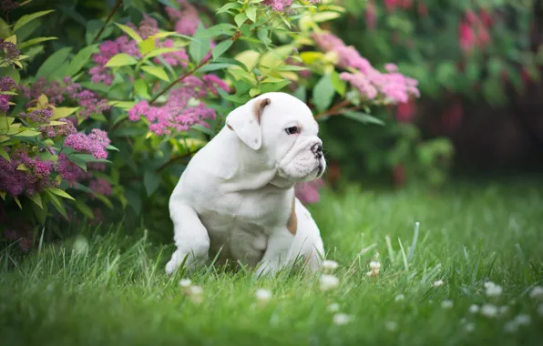 Grass, puppy, the bushes, doggie, English bulldog