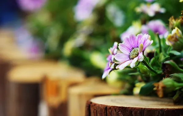 Picture flowers, background, blur, bokeh, pink-purple