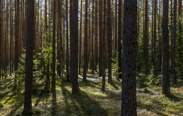 Forest, panorama, dual screen, dual monitor