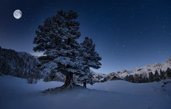 Winter, snow, trees, landscape, mountains, night, nature, the moon
