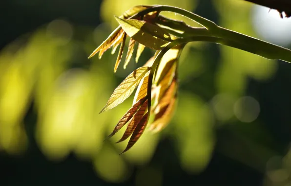 Leaves, macro, trees, background, tree, widescreen, Wallpaper, blur