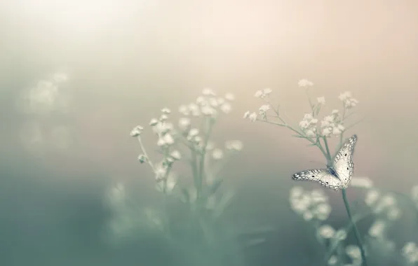 Flower, fog, butterfly, bokeh, Insect