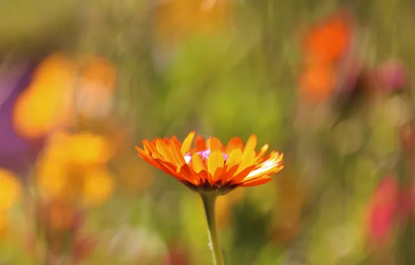 Picture field, flower, macro, focus, blur, Orange