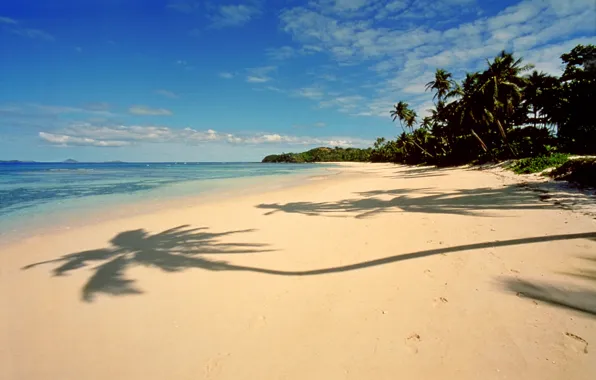 Sand, beach, tropics, palm trees, the ocean, exotic, Figi