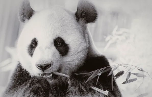 Nature, bear, Panda