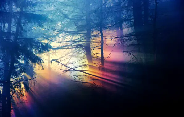 Picture forest, light, trees, branches, nature, darkness, rainbow, range