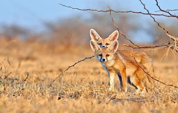 Fenech, Gujarat, desert Fox