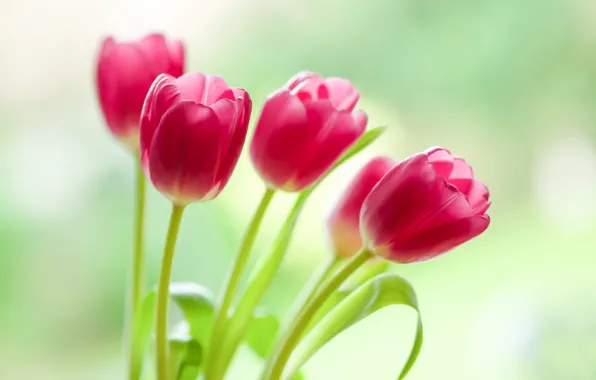 Picture background, tulips, buds, bokeh