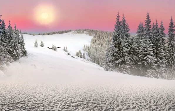 Picture The sun, Nature, Winter, Snow, Spruce, Ukraine, Carpathians, Transcarpathia
