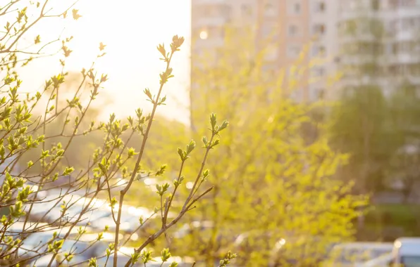 Picture leaves, spring, the evening, may, Sunny, residential areas, backlight, a night on the town