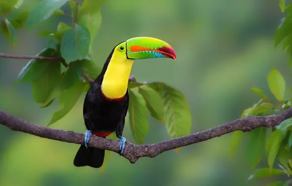 Picture leaves, background, bird, branch, Toucan, bokeh, Iridescent Toucan, Vladimir Morozov