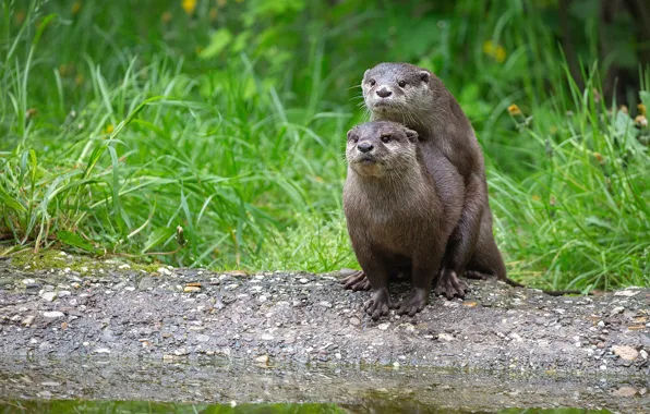 Picture grass, two, pair, otter, river otter