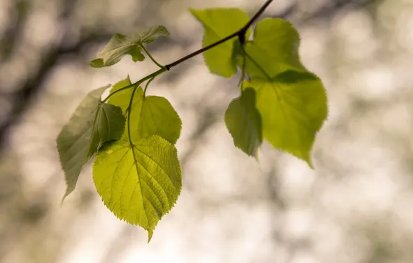 Picture leaves, nature, branch