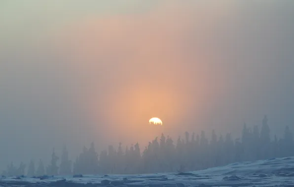 Picture winter, forest, the sky, the sun, snow, trees, landscape, sunset