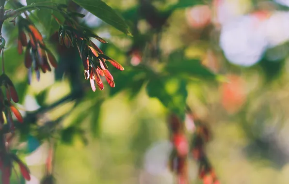 Picture leaves, the sun, photo, Wallpaper, picture, nature, bokeh