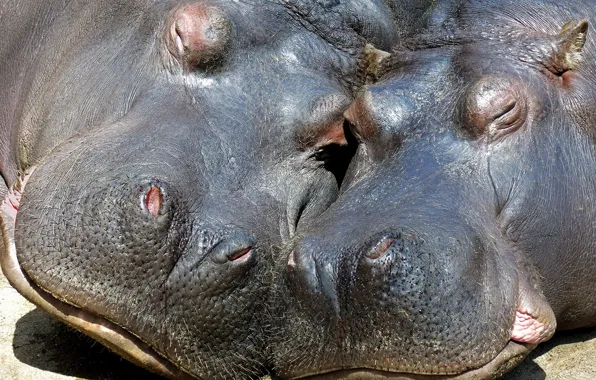 Picture nature, two, hippos