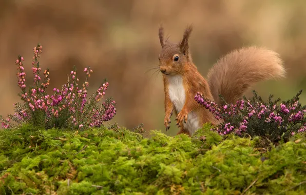 Flowers, background, protein, squirrel, Heather