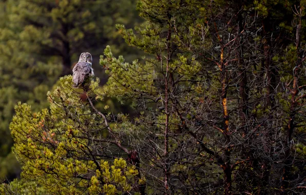 Forest, trees, owl, wildlife, Great grey owl
