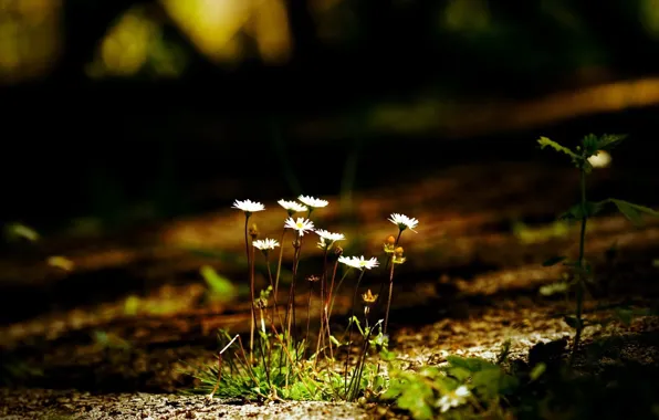 Picture leaves, macro, flowers, darkness