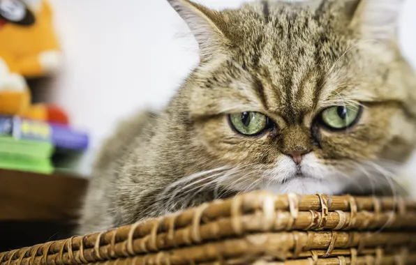 Cat, look, face, angry, exotic, Exotic Shorthair