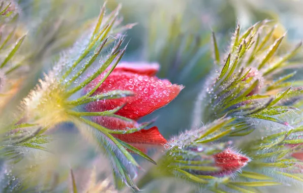 Picture water, drops, macro, flowers, nature, buds, sleep-grass, Elena Shavlovskaya