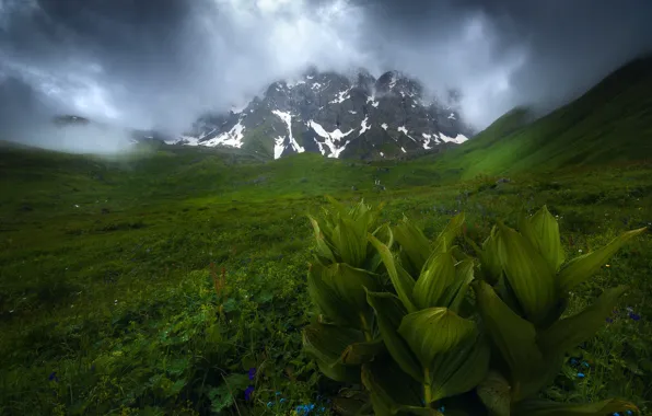 Greens, field, grass, leaves, clouds, snow, mountains, fog