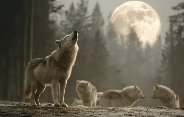 Forest, night, pose, fog, the moon, wolf, pack, ate