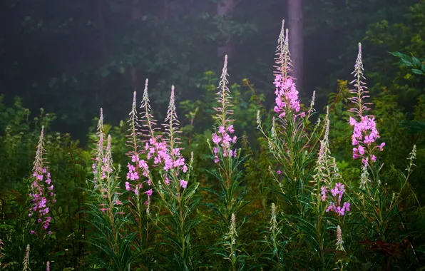 Flowers, nature, background, pink, Ivan-tea, fireweed