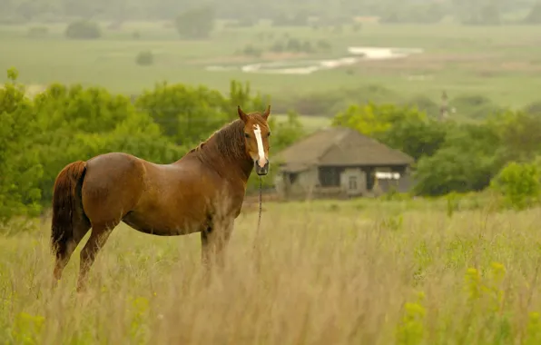 Field, house, rain, horse, morning
