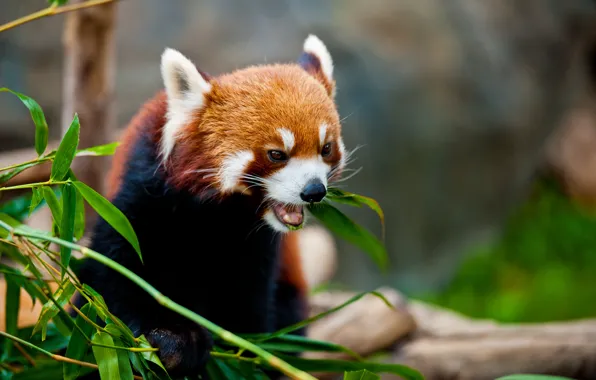 Face, leaves, branches, red Panda, red Panda, meal