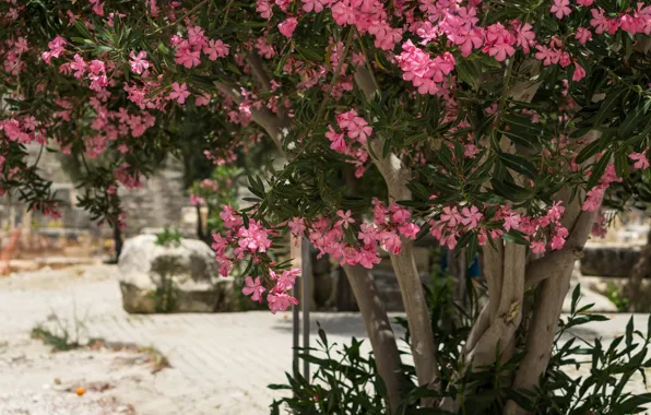 Flowers, Tree, Plant, Tree, Flowers, Oleander, Plant, Oleander