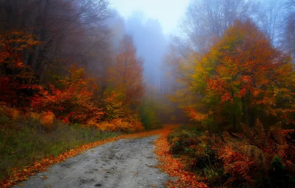 Road, autumn, forest, trees, fog, Park, thickets, branch