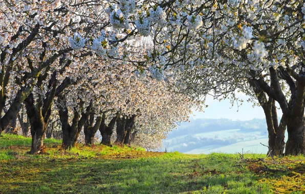 Grass, flowers, branches, nature, hills, glade, view, spring