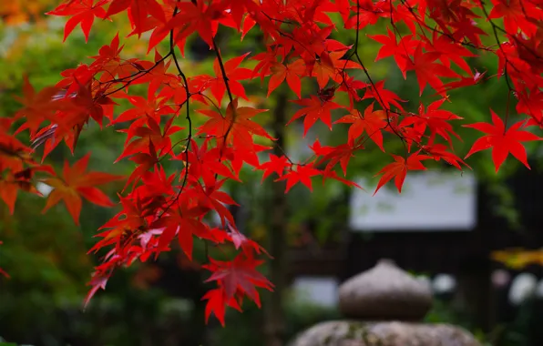 Picture branches, nature, foliage, Japan, garden, maple, red