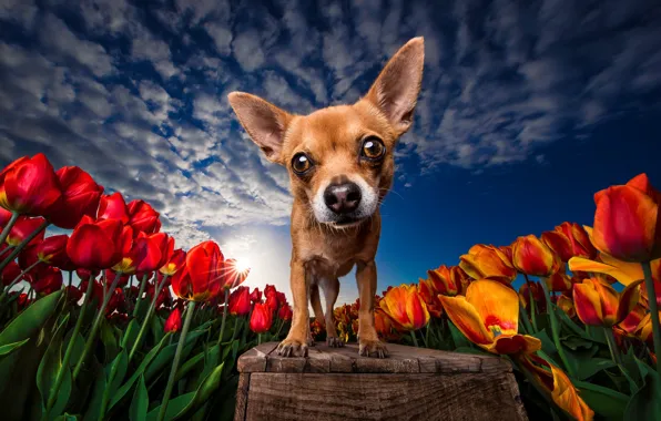 The sky, flowers, bench, blue, dog, spring, yellow, tulips