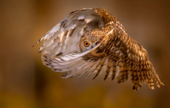 Picture flight, background, owl, wings